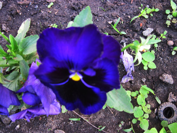 IMG_2740.jpg