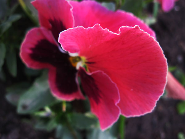 IMG_2741.jpg