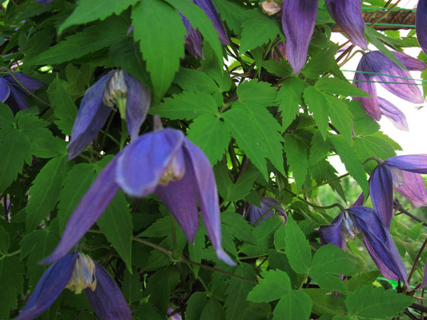 IMG_2749.jpg