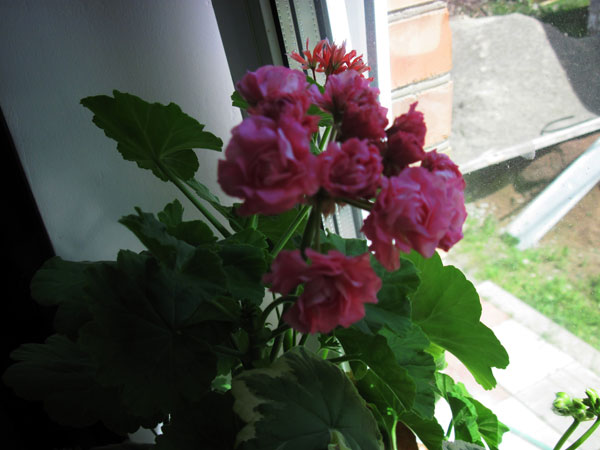 IMG_2850.jpg