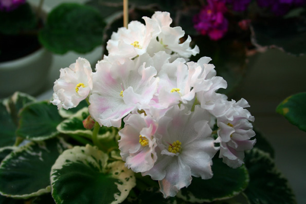 Pink Sensation (Sorano)