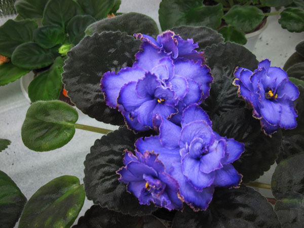 Blue-Dragon.jpg
