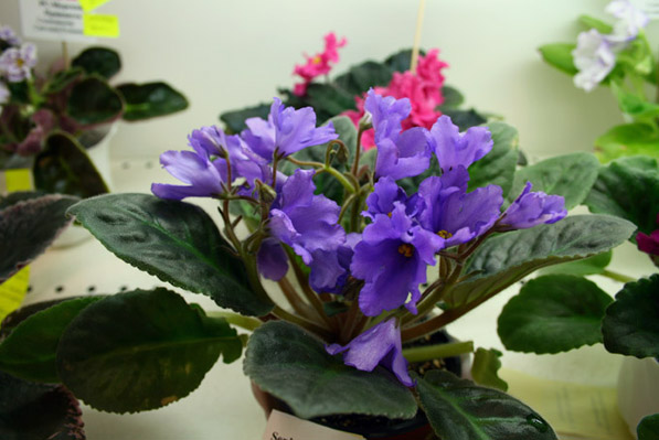 Senk's Big Bells (Senk)