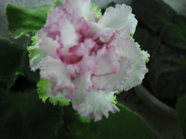 ЛЕ-Амели.jpg
