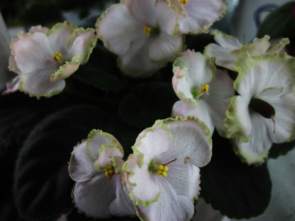 ЛЕ-Речная-Лилия.jpg