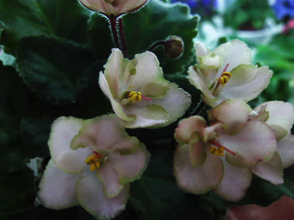 Emerald-Pink.jpg