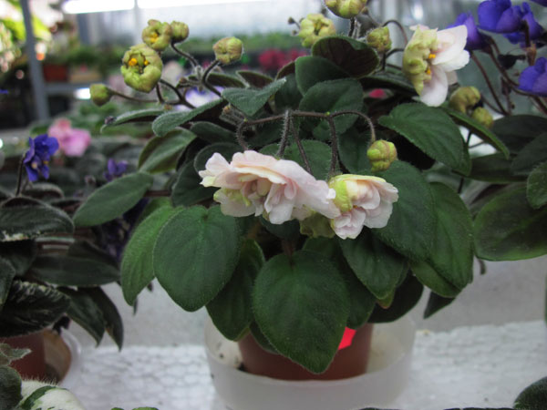 Rose-Garden.jpg