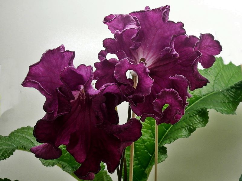 DS Маргарита.JPG
