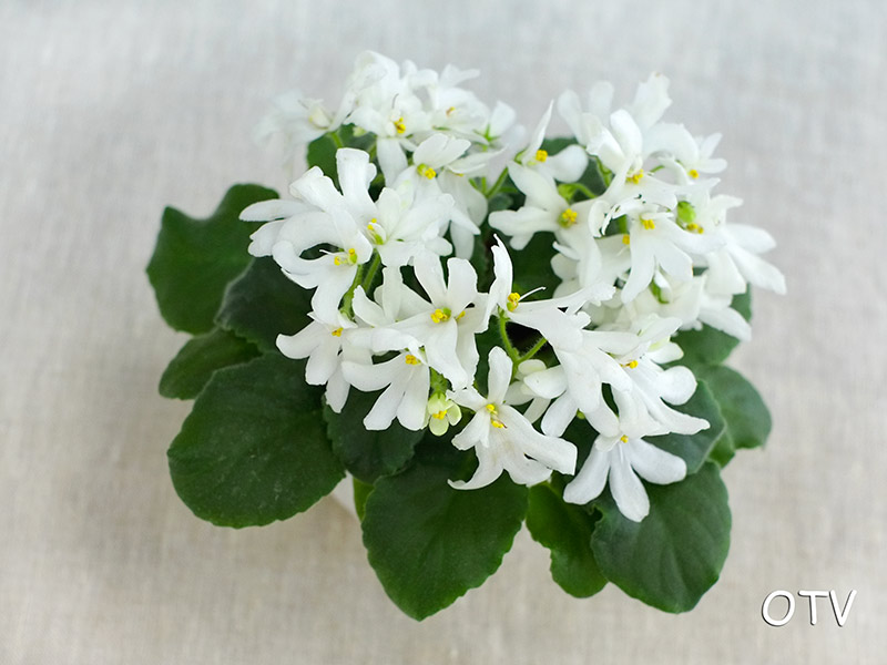 3 место – Lunar Lily white, колл. Л. Пак
