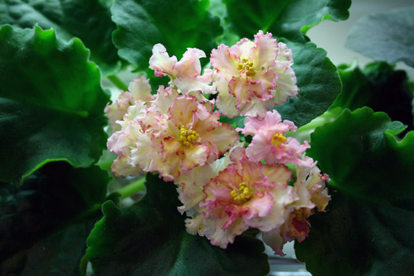 Sunkissed Rose (LLG/Herrings)