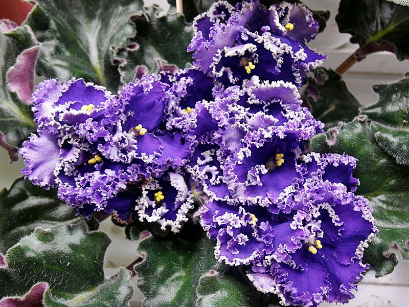 Purple Lace.JPG