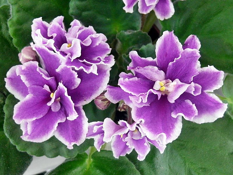 ЛЕ-Фуксиевая Балерина.JPG