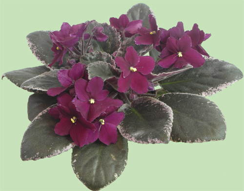 Christmas Dream sport