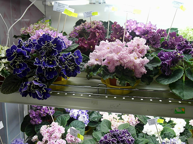Полки.JPG