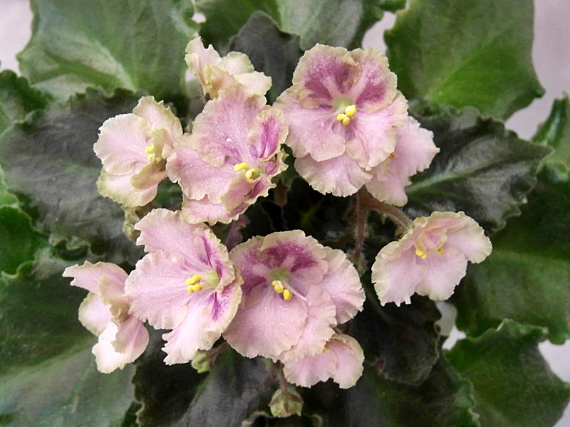 Rob's Antique Rose.JPG