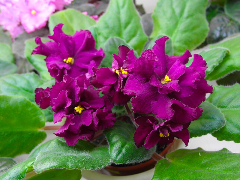 Alamo Frills (Pittman)