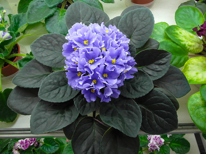 Rhapsodie Clementine (Holtkamp)