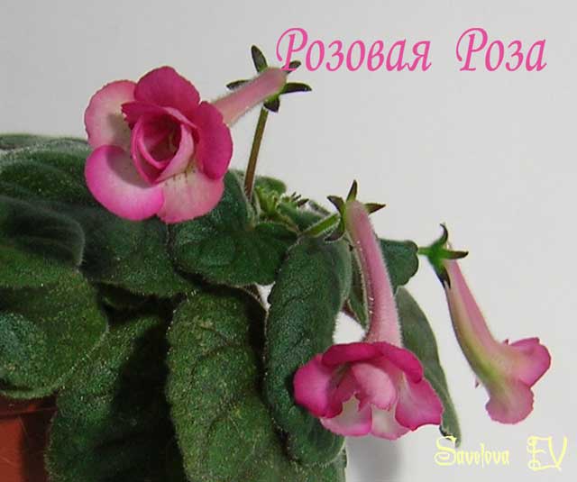 Розовая_Роза.jpg