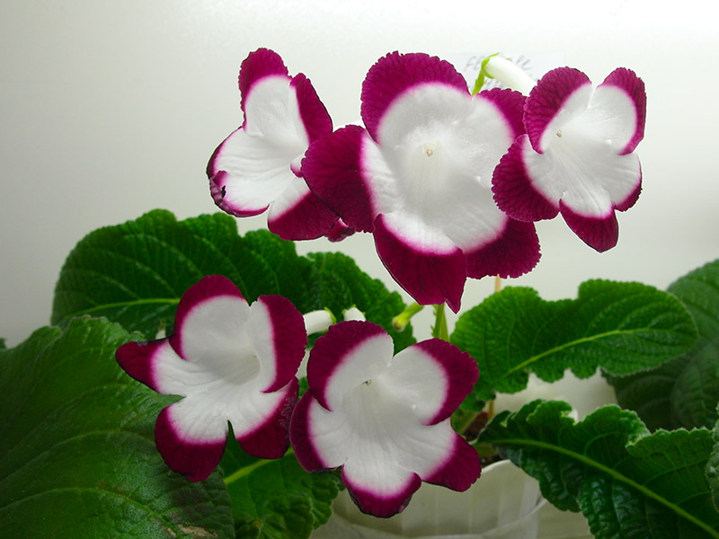 Fleischle Roulette Cherry (Fleischle)