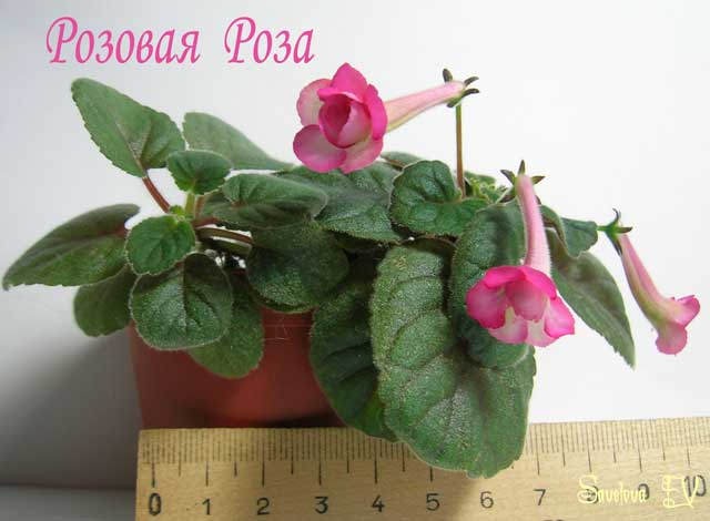 Розовая_Роза_р.jpg
