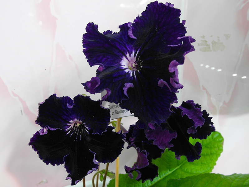 Draculas Shadow (D.Thompson)