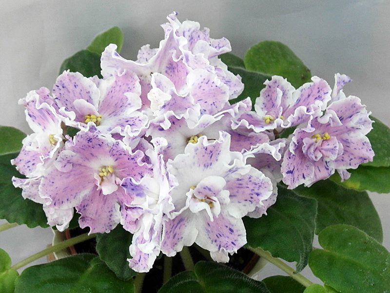 Костина Фантазия.JPG