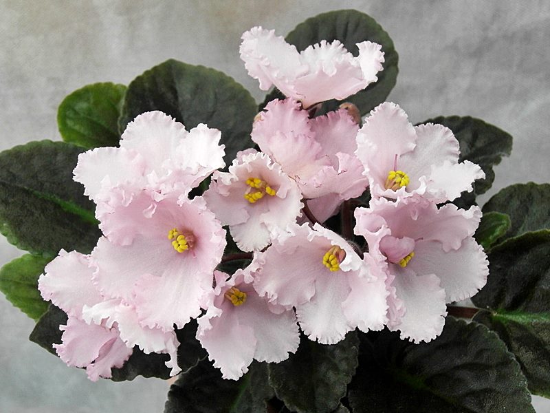 Prima Pink.JPG