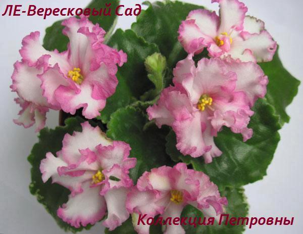 ЛЕ-Вересковый-Сад1.jpg