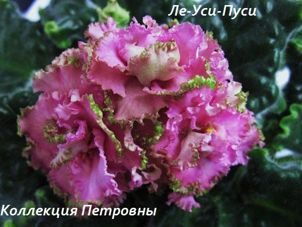 Ле-Уси-Пуси.jpg