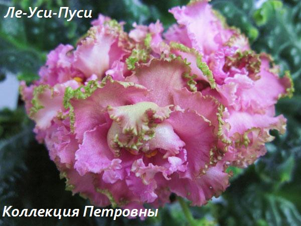 Ле-Уси-Пуси1.jpg