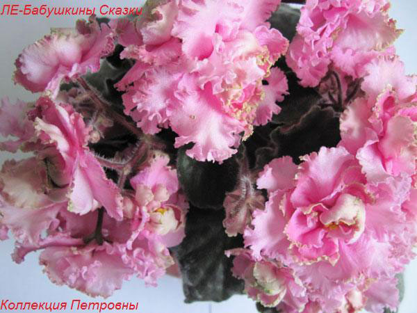 ЛЕ-Бабушкины-Сказки.jpg