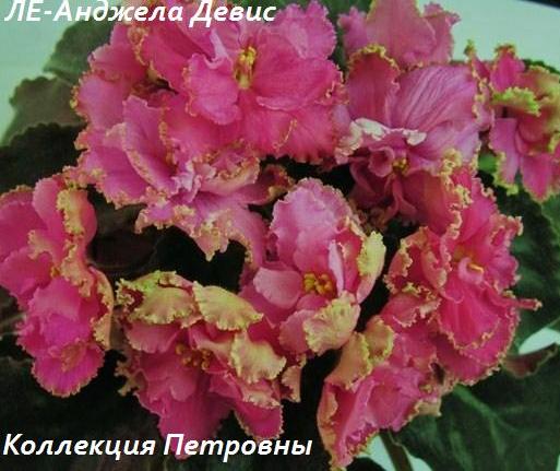 ЛЕ-Анджела-Девис.jpg