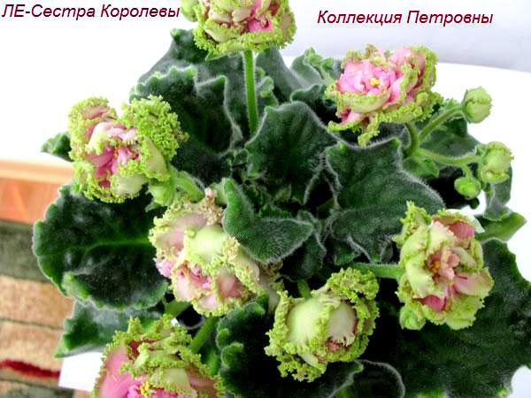 ЛЕ-Сестра-Королевы1.jpg