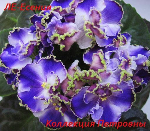 ЛЕ-Есения.jpg
