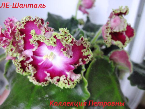 ЛЕ-Шанталь3.jpg