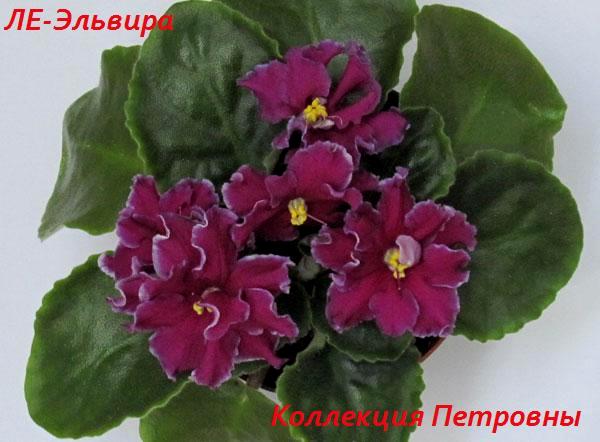 ЛЕ-Эльвира3.jpg