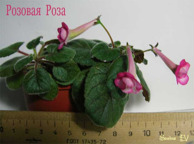 Розовая_Роза_р1.jpg