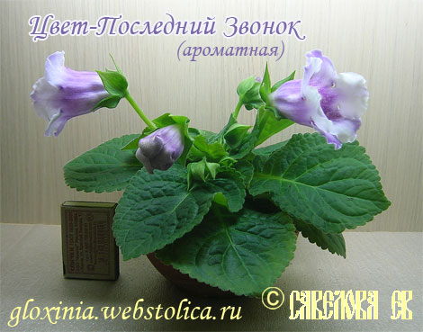 Цвет-Последний-Звонок.jpg