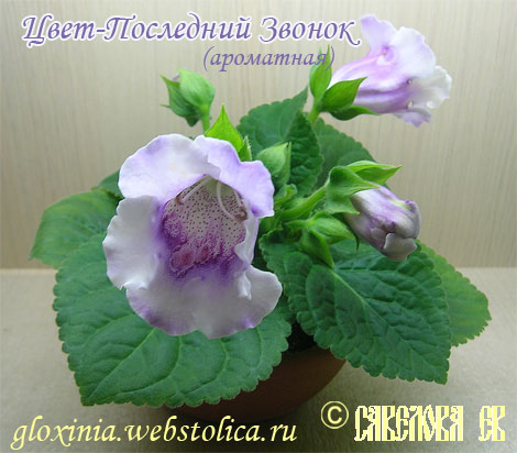 Цвет-Последний-Звонок+.jpg