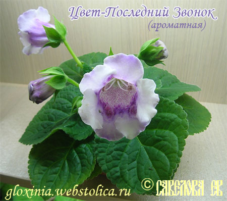 Цвет-Последний-Звонок++.jpg