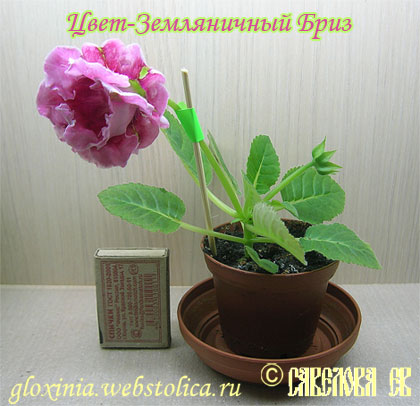 Цвет-Земляничный-Бриз++-43к.jpg