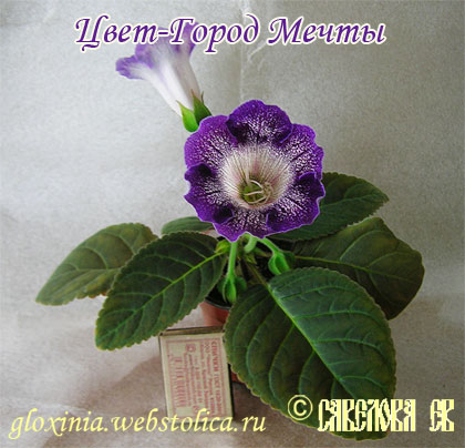 Цвет-Город-Мечты-+++.jpg