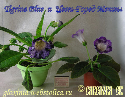 Tigrina-Blue-и-Цвет-Город-Мечты.jpg