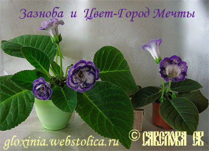Зазноба-и-Цвет-Город-Мечты.jpg