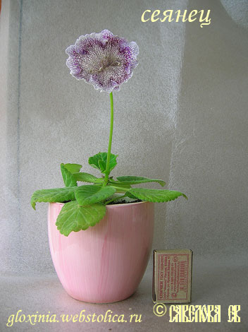 мини-Цвет-сеянец.jpg
