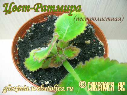 Прорастает-Цвет-Ратмира++46к.jpg