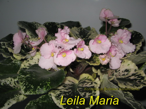 Leila Maria1.jpg