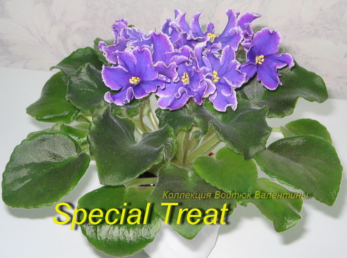 Special Treat1.jpg