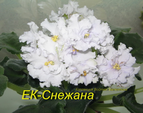 ЕК-Снежана1.jpg