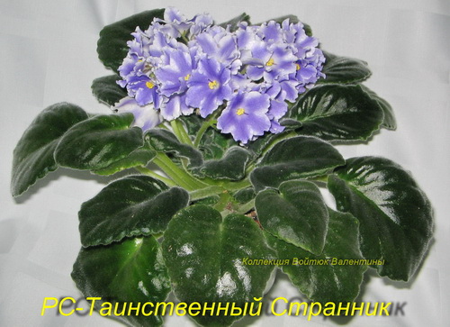 РС-Таинственный Странник 1.jpg